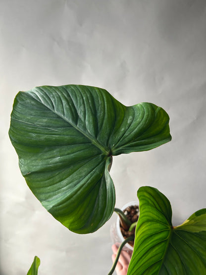 Philodendron Pastazanum Albo Type 1