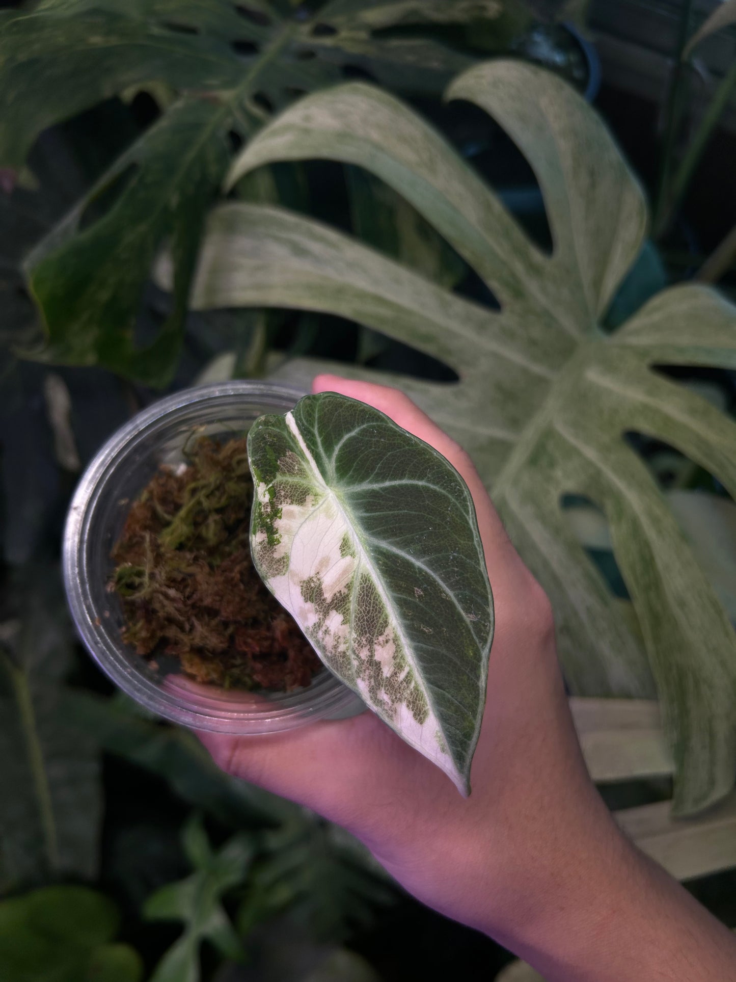 Alocasia Ninja Pink ( grow from corm)