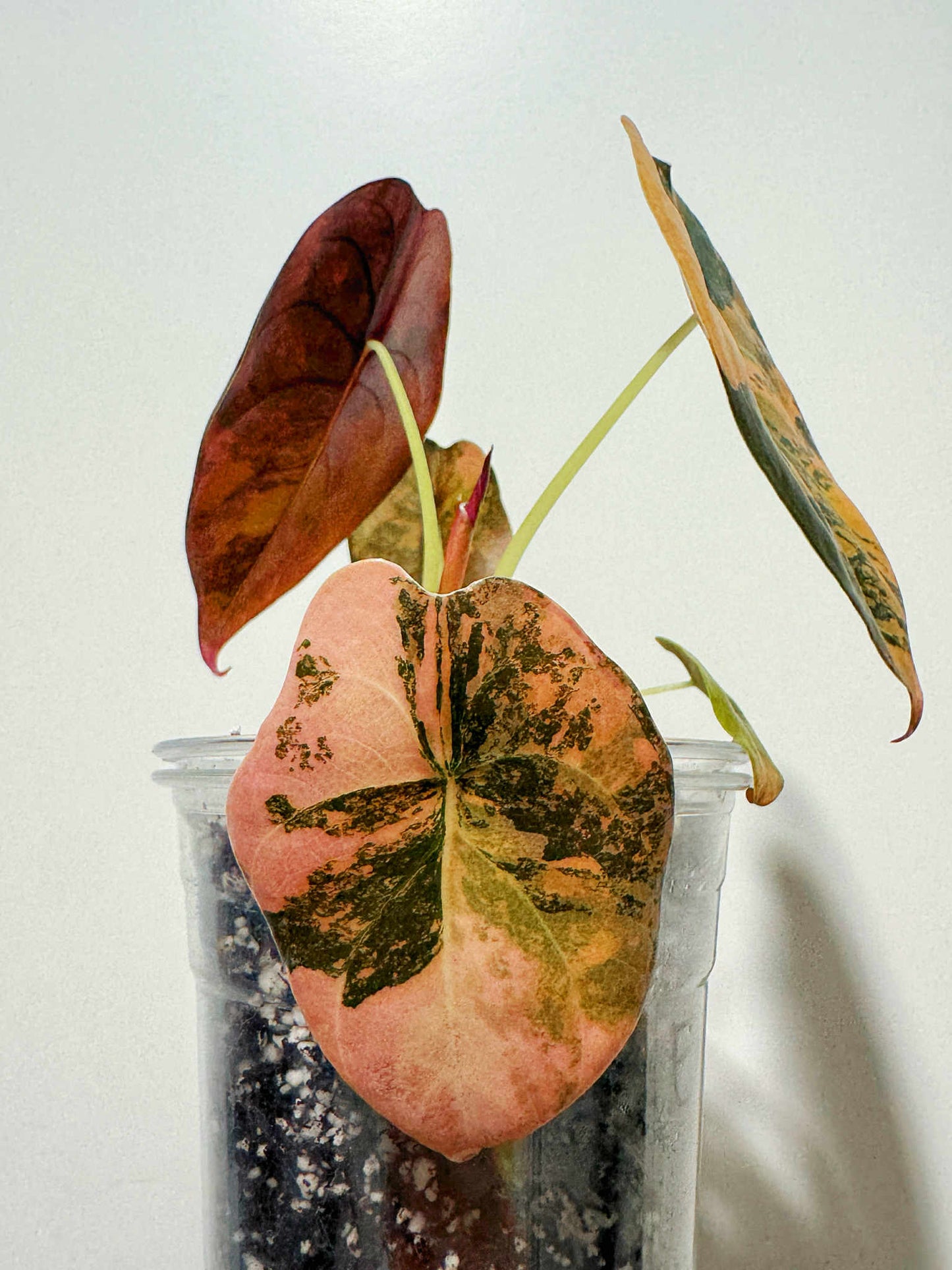 Alocasia Cuprea Latte