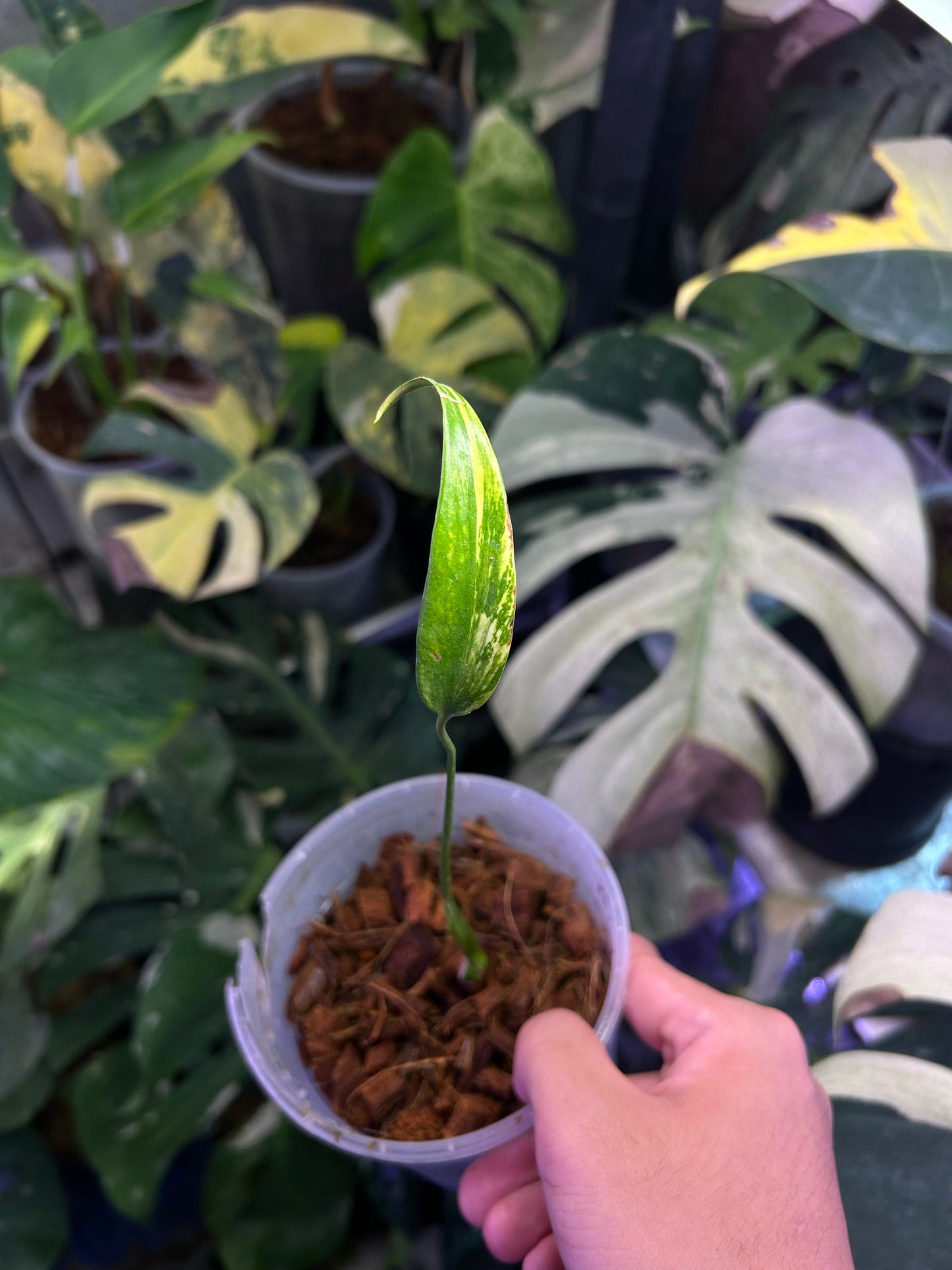 Monstera Burble Marx Flame Aurea Mid Cut