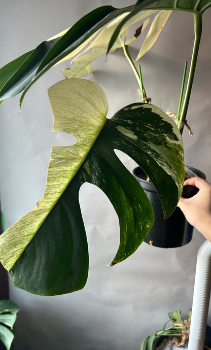 Monstera Deli x Bors Mint ( True Mint)