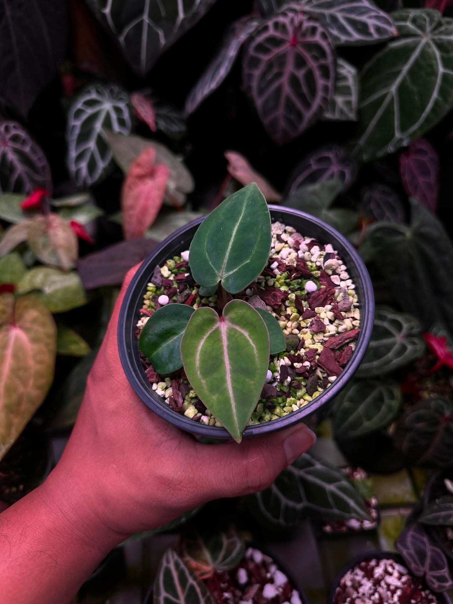 Anthurium (Carlablackie ‘District’ x Carlablackie RA8) S1
