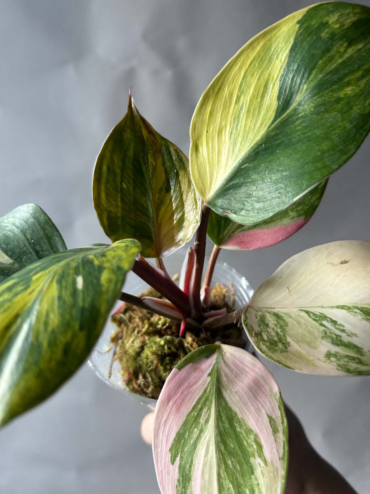 Philodendron White Knight Tricolor