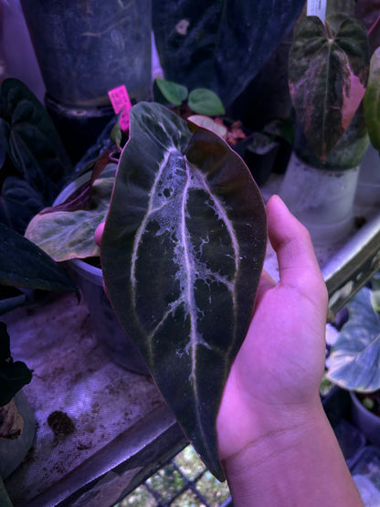 Blister Variegated Michelle x Carlablackie- Clone