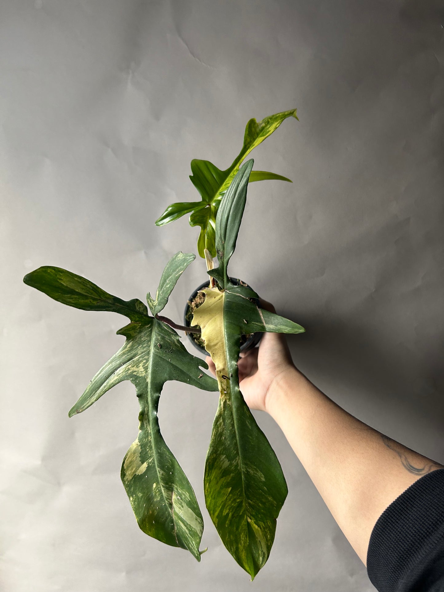 Philodendron Florida Beauty