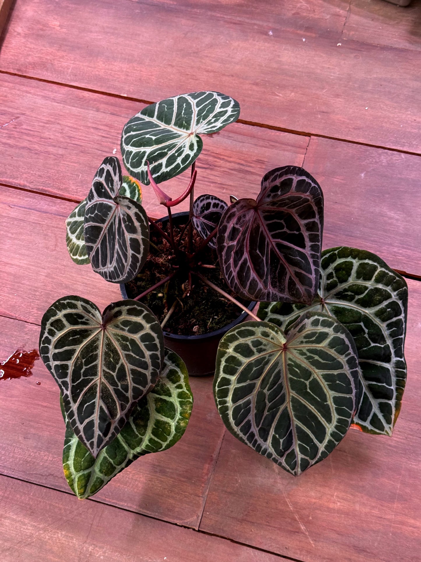 Anthurium DocBlock Zara ‘34’ x Tortoise ’36’ Clone
