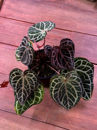 Anthurium DocBlock Zara ‘34’ x Tortoise ’36’ Clone