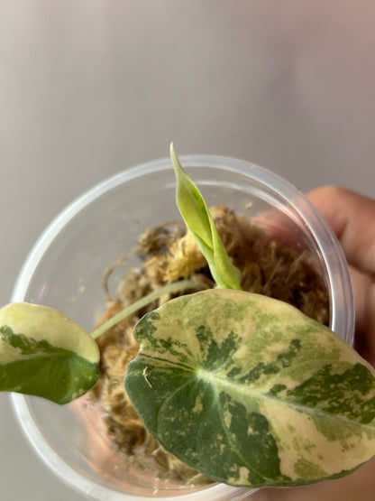 Alocasia Black Velvet Gold