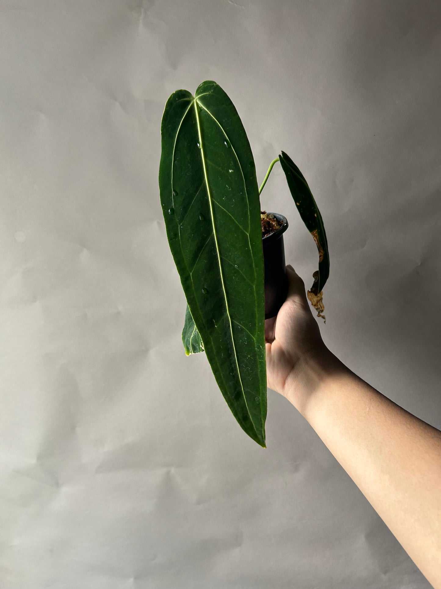 Anthurium Queen Dark Form