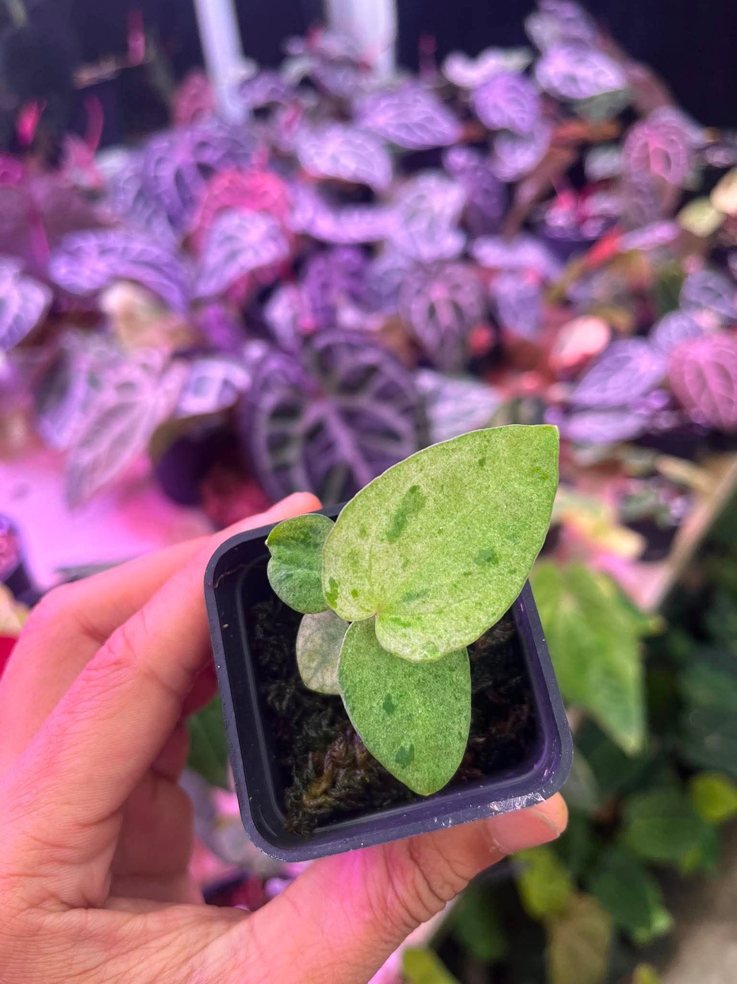 Variegated Anthurium ( Pap Var x RL) x (DocBlock x RVDP) by Han Kirok