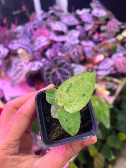 Variegated Anthurium ( Pap Var x RL) x (DocBlock x RVDP) by Han Kirok