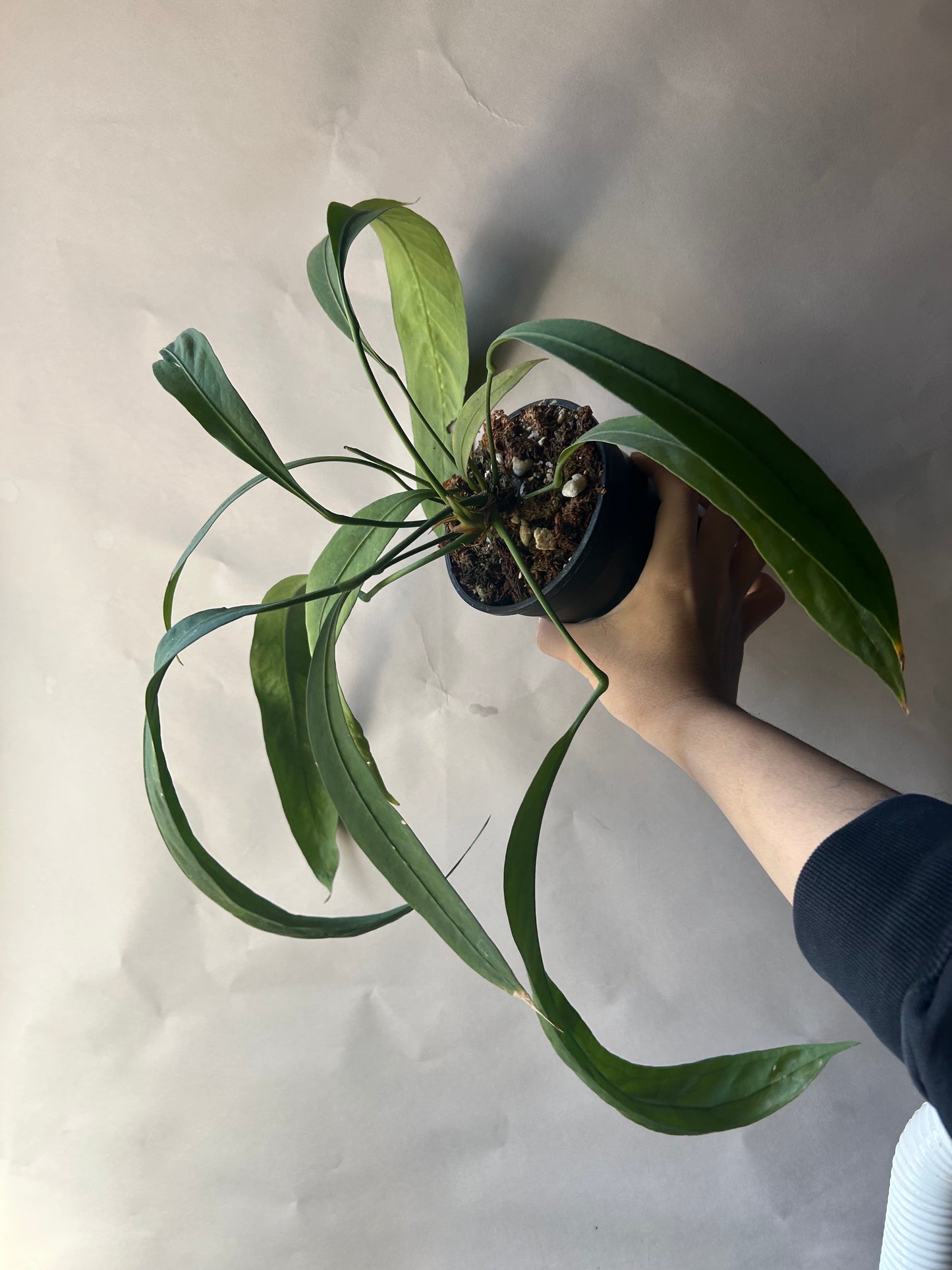 Anthurium Vittarifolium