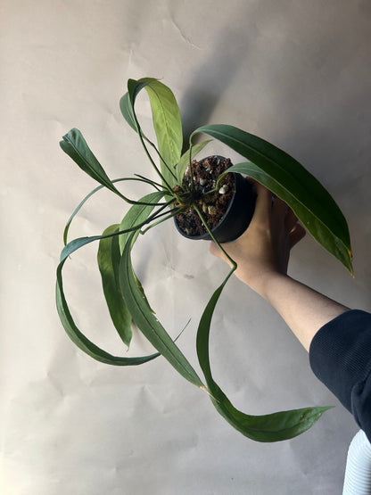 Anthurium Vittarifolium