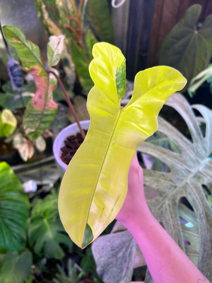 Philodendron Jennifer