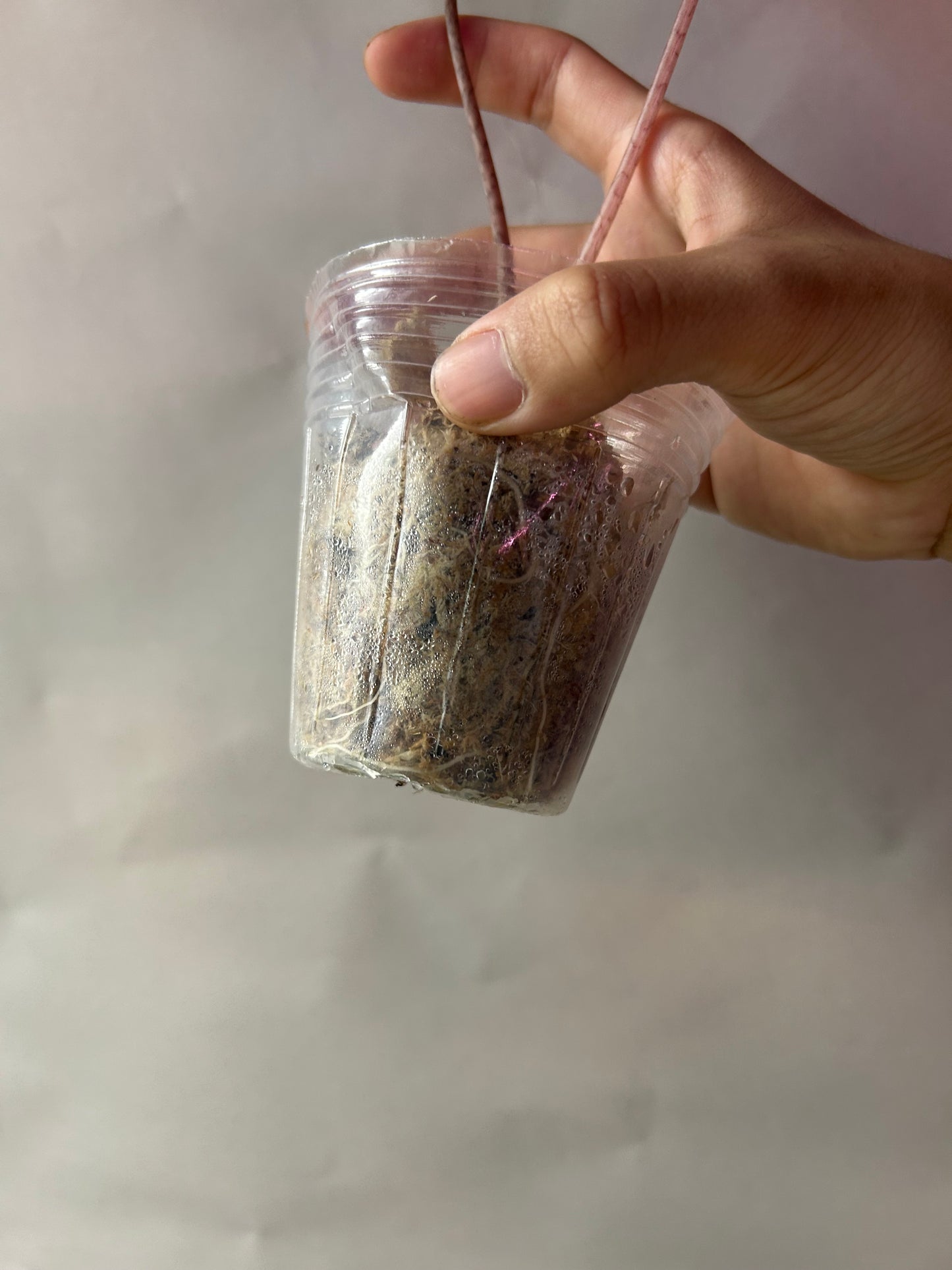 Alocasia Psedou Sanderiana Albo Pink