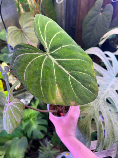 Philodendron Gloriosum Green in Green