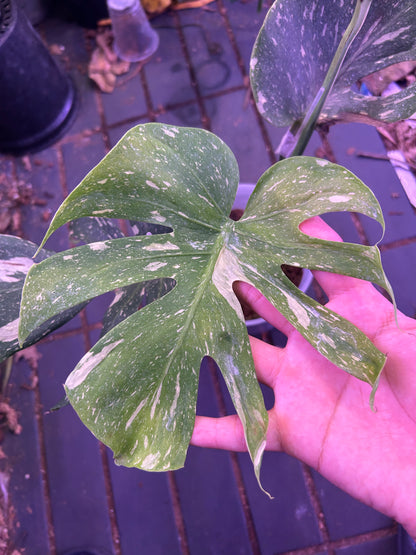 Monstera Medusa - 4 Leafs