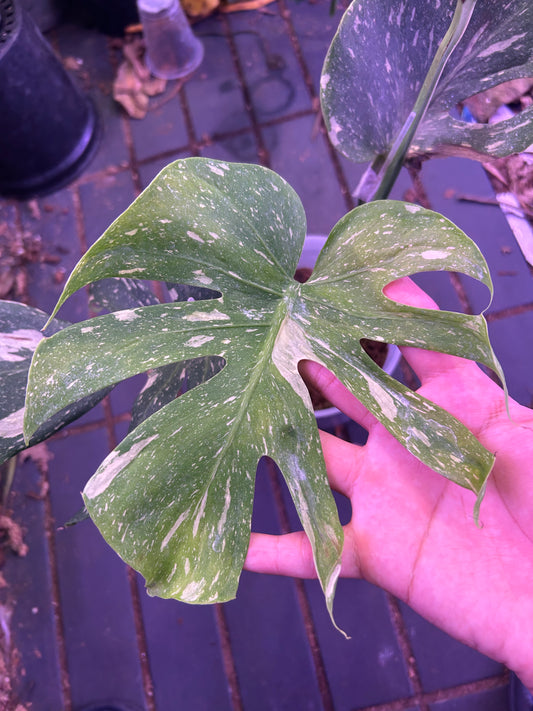 Monstera Medusa - 4 Leafs