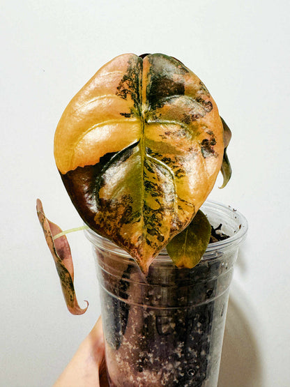 Alocasia Cuprea Latte