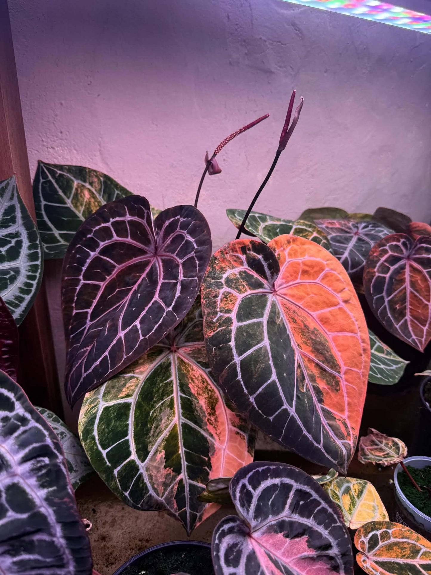 Variegated Anthurium Docblock Michelle Clone from Han Kirok