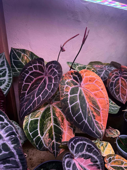 Variegated Anthurium Docblock Michelle Clone from Han Kirok