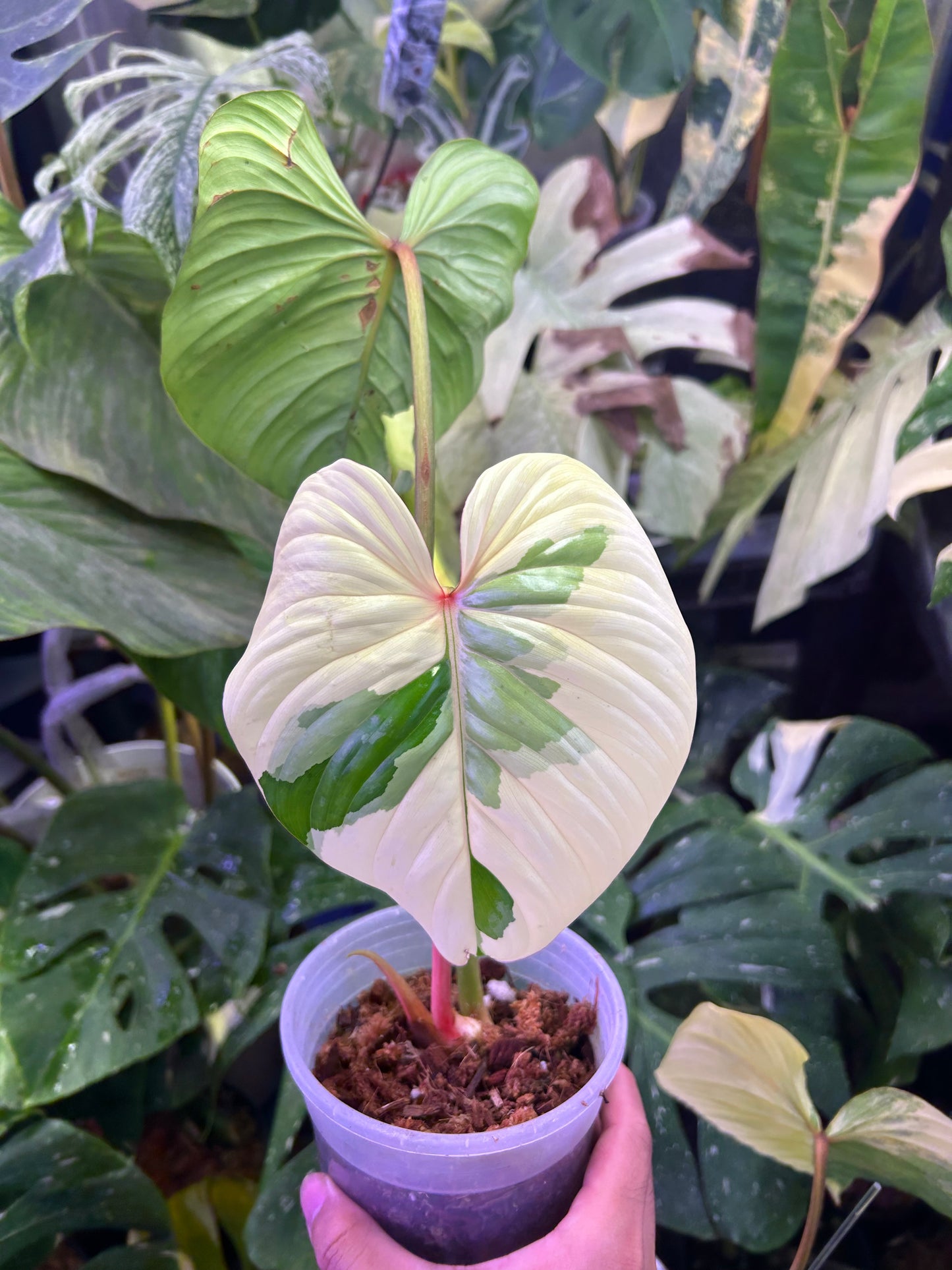 Philodendron Pastazanum Albo ( Top Cut )