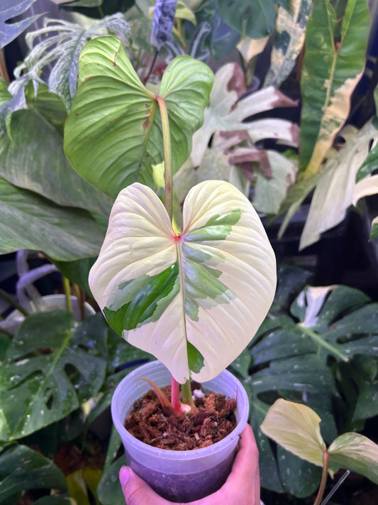 Philodendron Pastazanum Albo ( Top Cut )