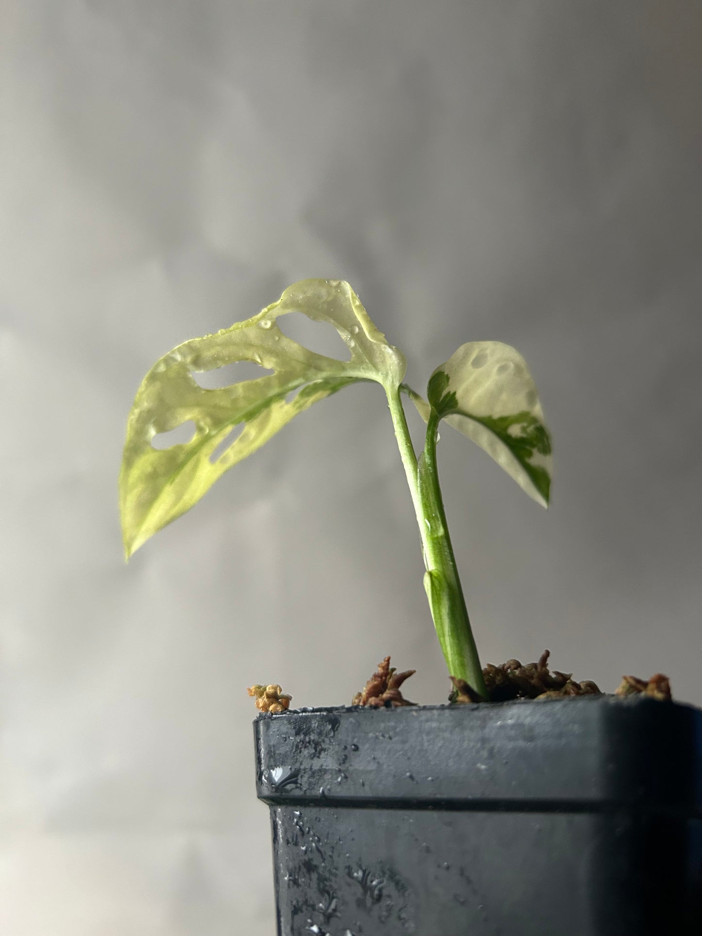 Monstera Adansonii Tricolor