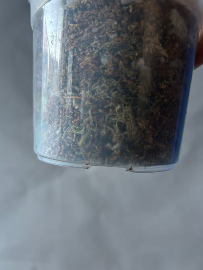 Monstera Deli x Bors Mint ( Jungle Mint)