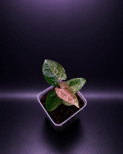 Variegated Anthurium ( Crystallium x Michelle) x ( BVEP x RL)
