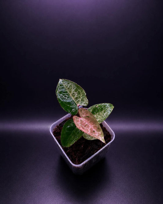 Variegated Anthurium ( Crystallium x Michelle) x ( BVEP x RL)