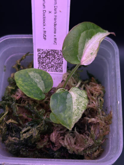 Anthurium ‘Mr. Patrick Star’ TN-002