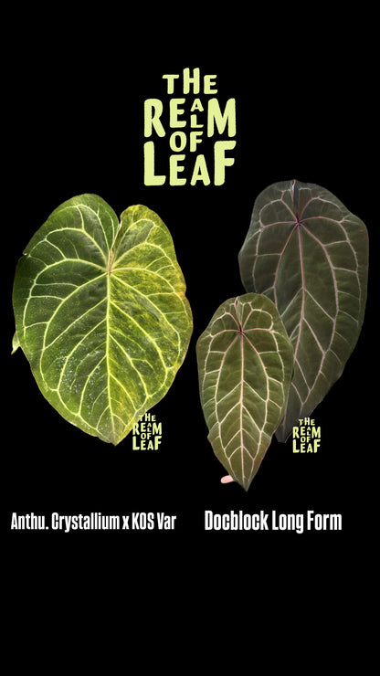Anthurium Variegated Seed Set