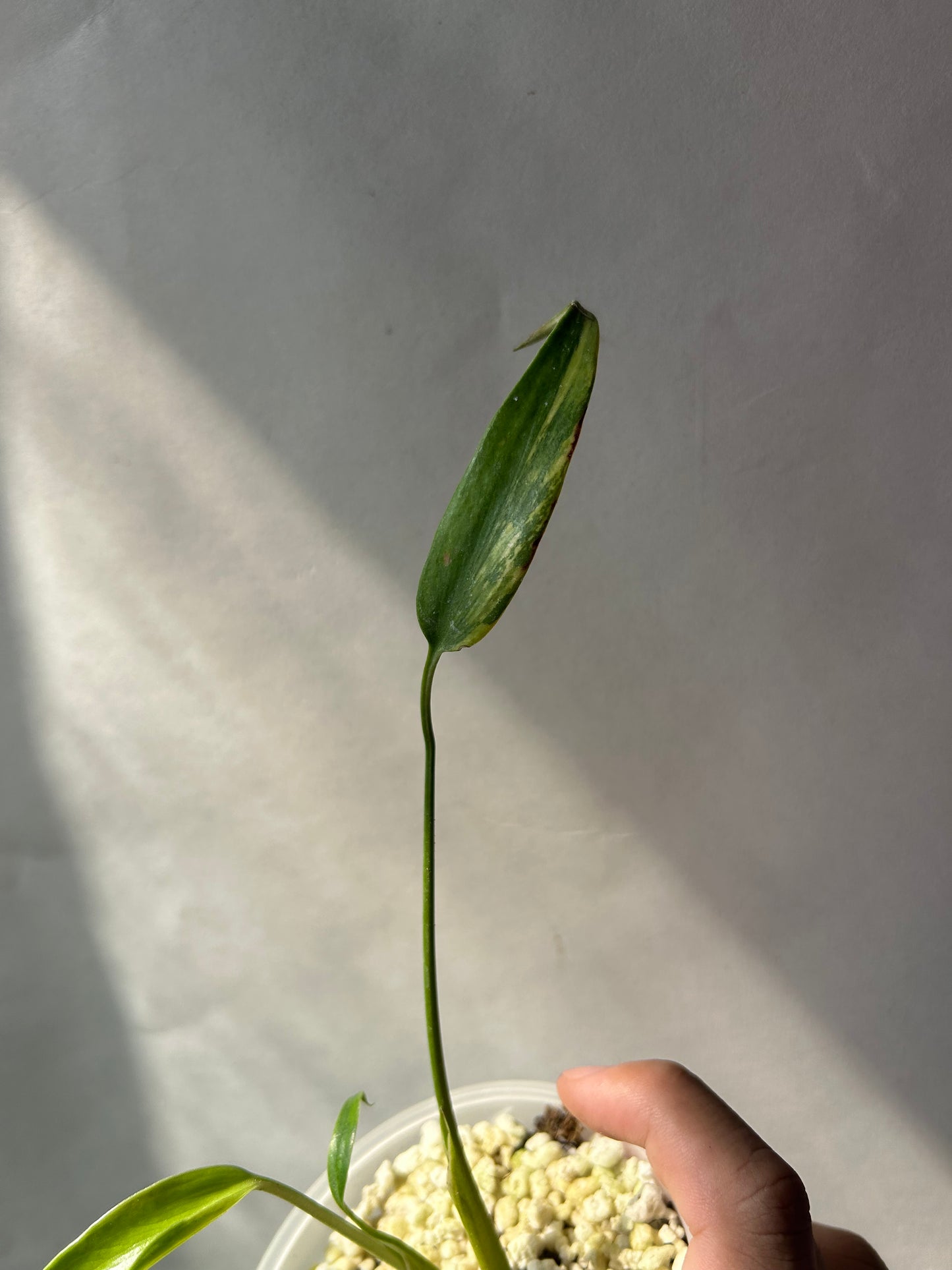 Monstera Burle Marx Flame Aurea Variegated