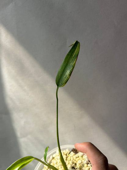Monstera Burle Marx Flame Aurea Variegated