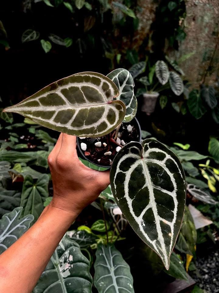 Anthurium WonderBoy x (Zara x Michelle) by Han Kirok
