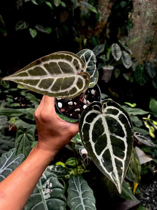 Anthurium WonderBoy x (Zara x Michelle) by Han Kirok
