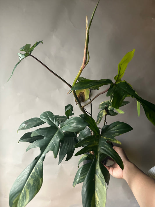 Philodendron Florida Beauty
