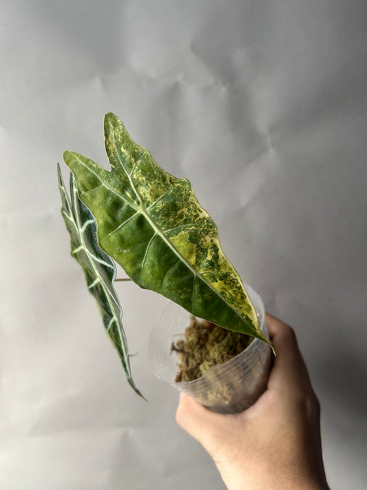 Alocasia Sanderiana Bull Aurea