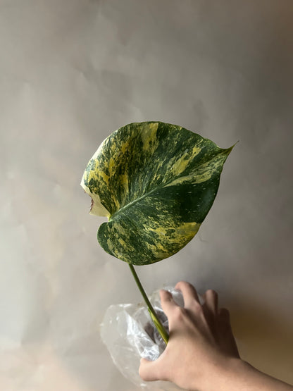 Monstera Thai Constellation “Miracle”