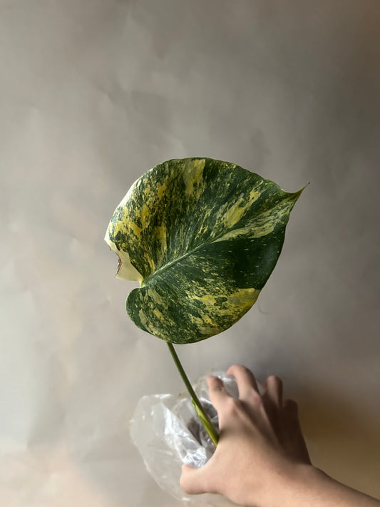 Monstera Thai Constellation “Miracle”