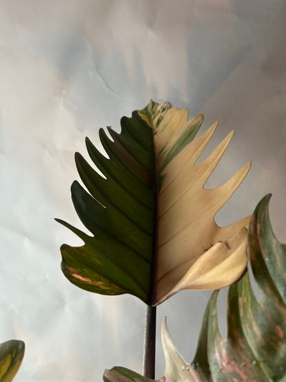 Philodendron Caramel Marble (Non TC)