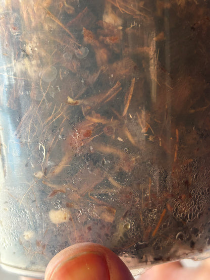 Monstera White Lava Cutting