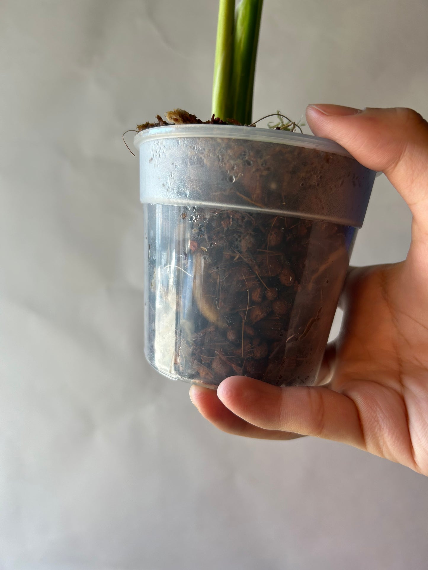 Monstera Deliciosa Vietciosa