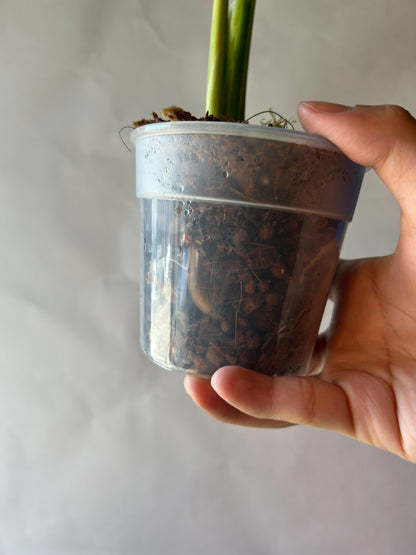 Monstera Deliciosa Vietciosa