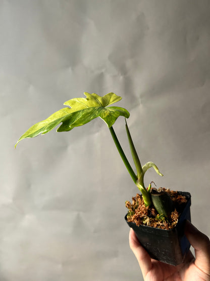 Philodendron Radiatum Variegated