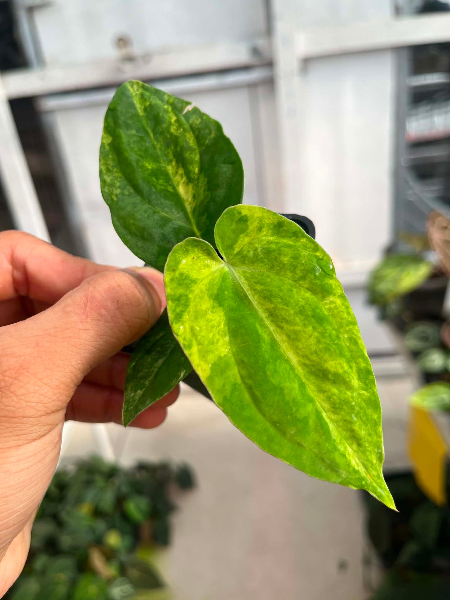 Anthu Red Magnificum Var x Anthu ( Pap Var x Guna Yala ) by Han Kirok