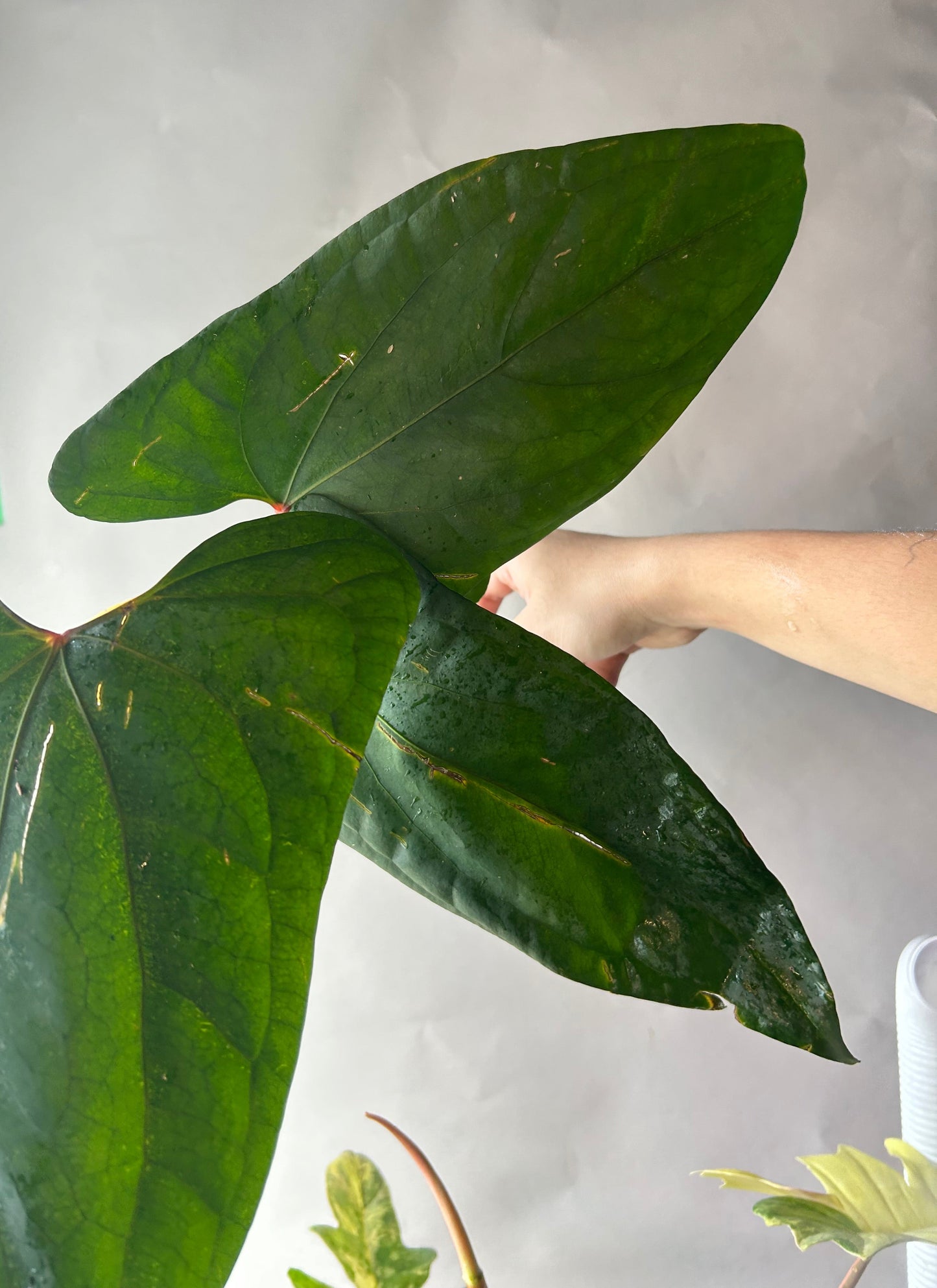 Anthurium RVDP x Portillae “ Doritos “