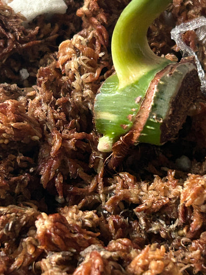 Philodendron Pastazanum Albo