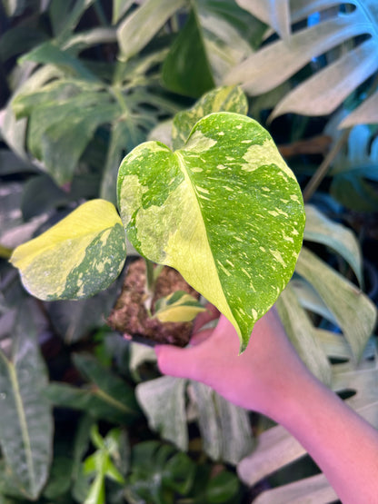 Monstera Deliciosa Electrolytes